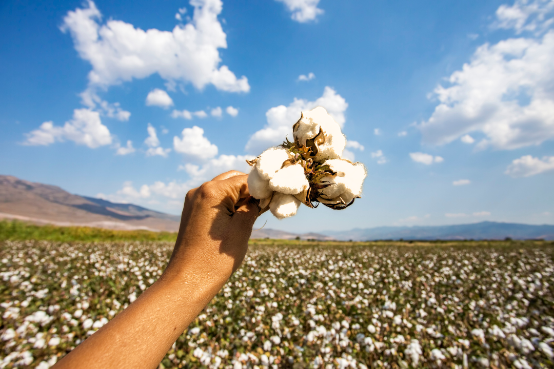 Cotton and Culture: Symbolism and Significance